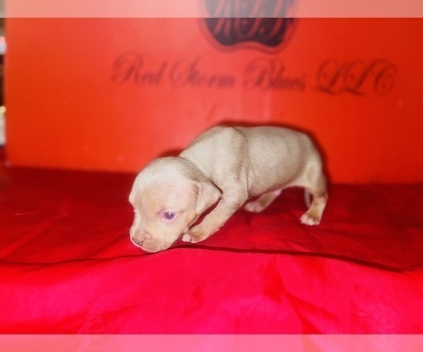 Medium Photo #28 American Bully Puppy For Sale in TRENTON, NJ, USA