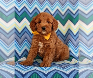 Cockapoo-Poodle (Miniature) Mix Puppy for sale in NEW HOLLAND, PA, USA