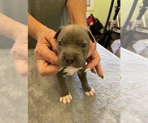 Medium Photo #16 American Pit Bull Terrier Puppy For Sale in TACOMA, WA, USA