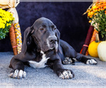 Small Photo #25 Great Dane Puppy For Sale in WAKARUSA, IN, USA