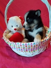 Siberian Husky-Wolf Hybrid Mix Puppy for sale in MEMPHIS, TN, USA