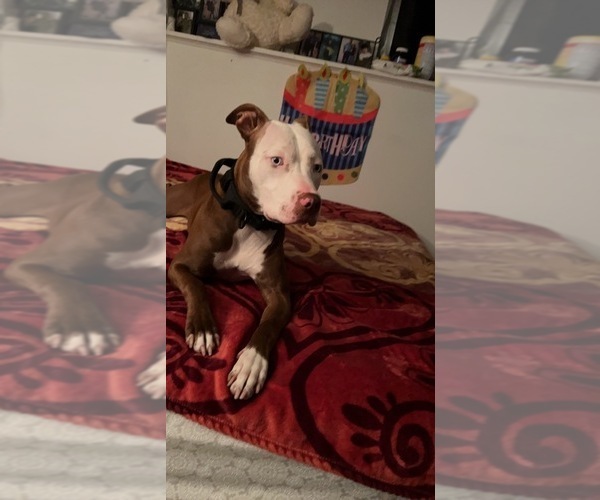 Medium Photo #1 American Pit Bull Terrier Puppy For Sale in CHICAGO, IL, USA