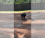 Small #8 Rottweiler