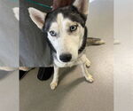 Small Siberian Husky Mix
