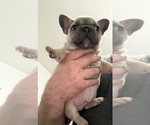 Small #6 French Bulldog