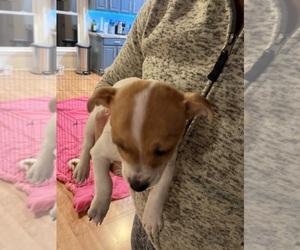 Medium Jack Russell Terrier