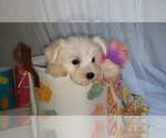 Small Photo #9 Schnauzer (Miniature) Puppy For Sale in WINDYVILLE, MO, USA