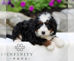 Small #2 Bernedoodle (Miniature)