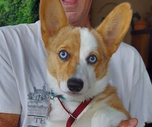 Pembroke Welsh Corgi Puppy for sale in GREEN VALLEY, AZ, USA