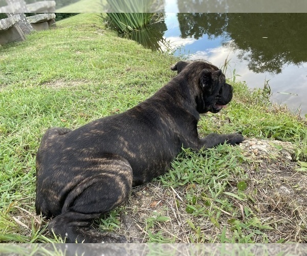 Medium Photo #13 Cane Corso Puppy For Sale in MONTGOMERY, AL, USA