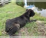 Small #12 Cane Corso