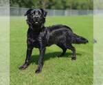 Small #6 Golden Retriever Mix