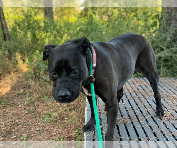 Medium Photo #11 American Pit Bull Terrier-Labrador Retriever Mix Puppy For Sale in Houston, TX, USA