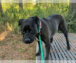 Small #10 American Pit Bull Terrier-Labrador Retriever Mix
