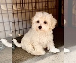 Small #4 Maltipoo