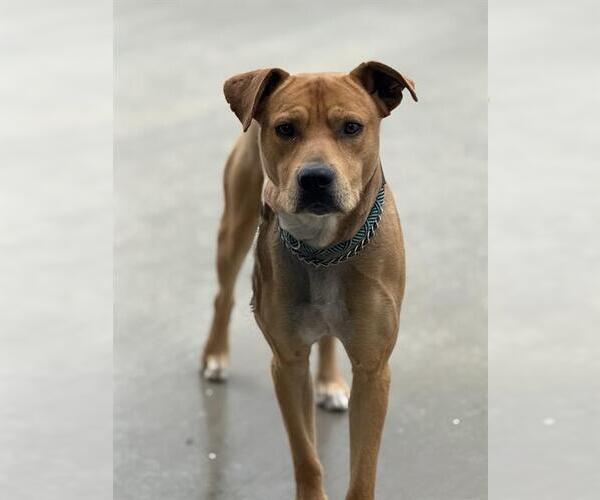 Medium Photo #1 Labrador Retriever-Unknown Mix Puppy For Sale in HESPERIA, CA, USA