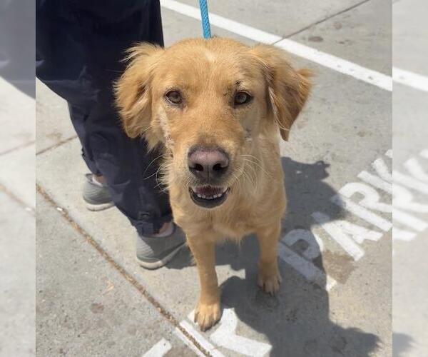 Medium Photo #1 Golden Retriever-Unknown Mix Puppy For Sale in San Diego, CA, USA