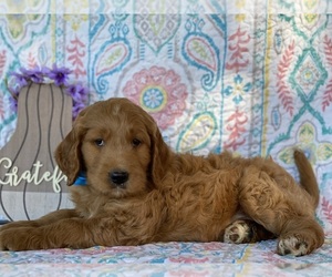 Goldendoodle Puppy for sale in LANCASTER, PA, USA