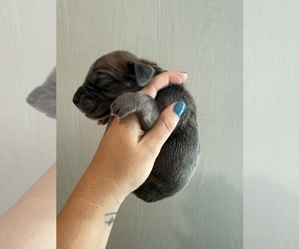 Medium Photo #4 Great Dane Puppy For Sale in HALLETTSVILLE, TX, USA