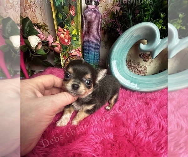 Medium Photo #6 Chihuahua Puppy For Sale in TRACY, CA, USA