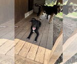 Small #2 Labrador Retriever Mix
