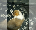 Small Photo #3 Pembroke Welsh Corgi Puppy For Sale in CIMARRON, NM, USA