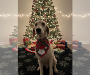 Goldendoodle Dogs for adoption in Valrico, FL, USA