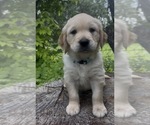Puppy Sam Golden Retriever