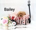 Puppy Bailey Golden Retriever