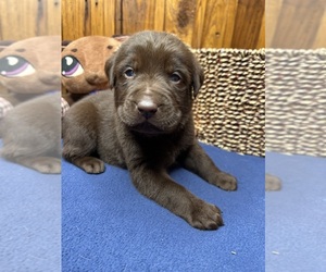 Labrador Retriever Puppy for Sale in NEOLA, West Virginia USA