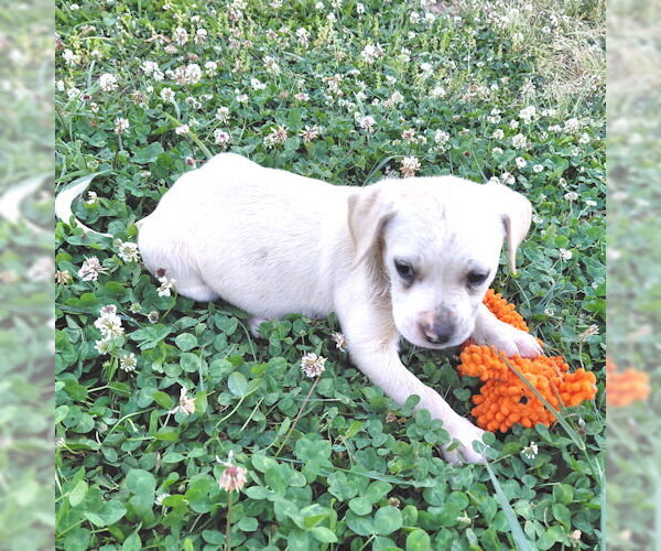 Medium Photo #5 Bulldog Puppy For Sale in Rutherfordton, NC, USA