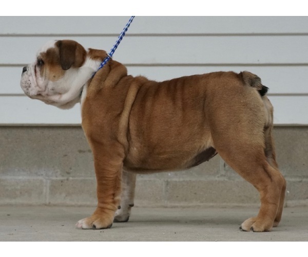 Medium Photo #4 Beabull-English Bulldog Mix Puppy For Sale in NAPPANEE, IN, USA