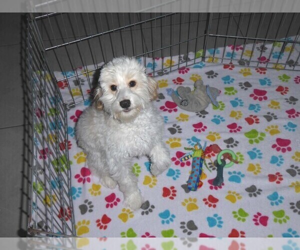 Medium Photo #2 Cavapoo-Poodle (Miniature) Mix Puppy For Sale in ORO VALLEY, AZ, USA