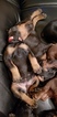 Small Photo #9 Doberman Pinscher Puppy For Sale in INWOOD, IN, USA