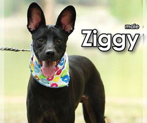 Mutt Dogs for adoption in Seattle, WA, USA