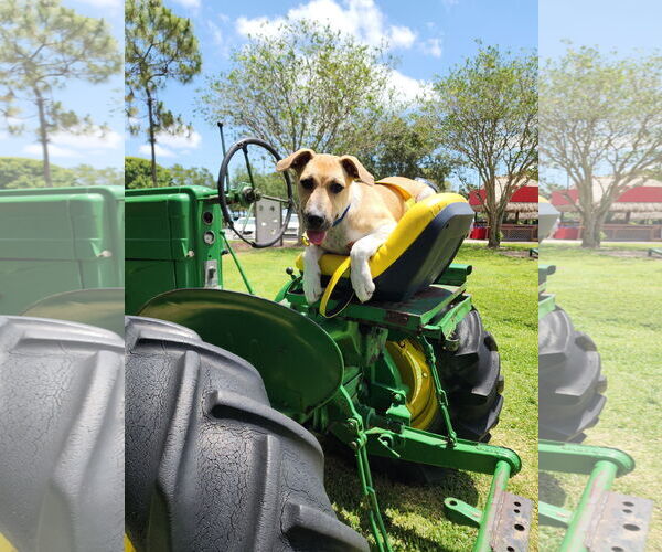 Medium Photo #4 Beagle-Unknown Mix Puppy For Sale in Royal Palm Beach, FL, USA