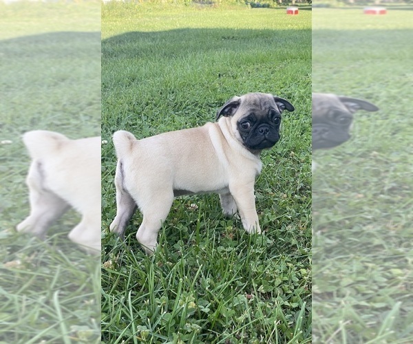 Medium Photo #4 Pug Puppy For Sale in CANOGA, NY, USA
