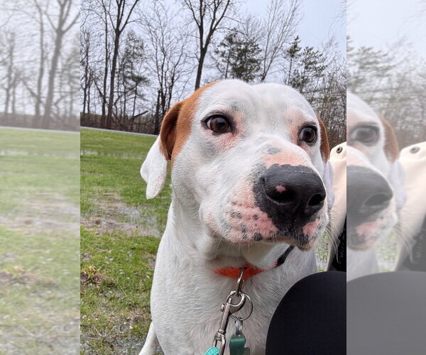 Medium Photo #2 Labrador Retriever Puppy For Sale in Muskegon, MI, USA