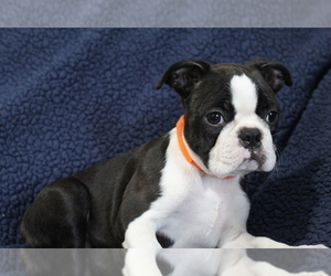 Boston Terrier Puppy for sale in BROOKSVILLE, FL, USA