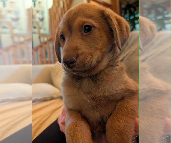 Medium Photo #1 Australian Shepherd-Unknown Mix Puppy For Sale in Mechanicsburg, PA, USA