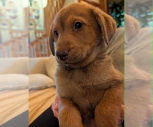 Australian Shepherd-Unknown Mix Dogs for adoption in Mechanicsburg, PA, USA