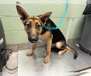 German Shepherd Dog-Unknown Mix Dogs for adoption in Grand Prairie, TX, USA