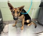 Small German Shepherd Dog Mix