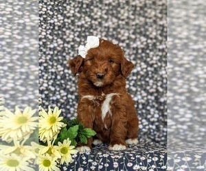 Double Doodle Puppy for sale in NOTTINGHAM, PA, USA