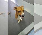 Small #2 Basset Hound Mix