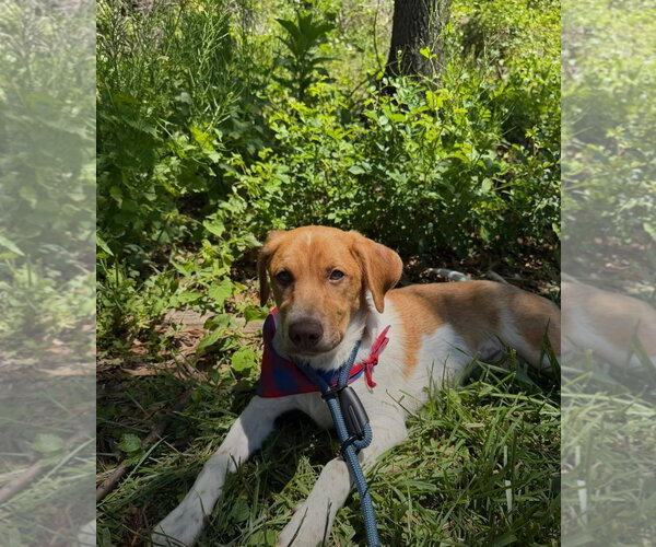 Medium Photo #1 Mutt Puppy For Sale in Westminster, MD, USA