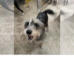 Mutt Dogs for adoption in Tracy City, TN, USA