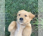 Puppy Black Puppy Golden Retriever