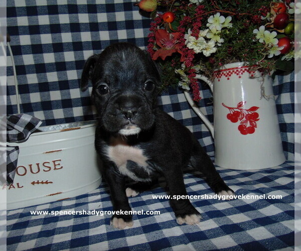 Medium Photo #3 Boxer Puppy For Sale in CABOOL, MO, USA