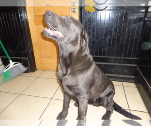 Father of the Labrador Retriever puppies born on 04/28/2025